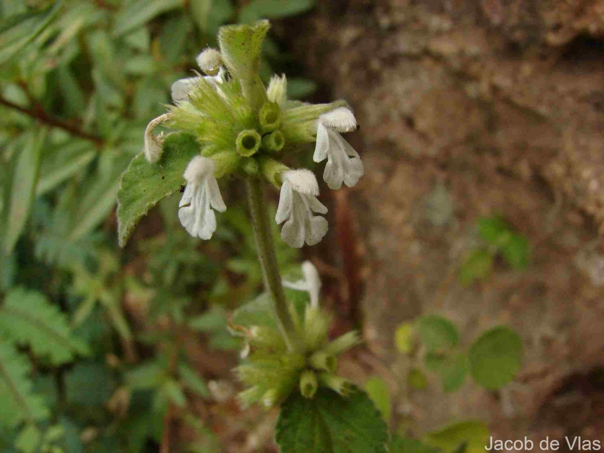 Leucas marrubioides Desf.